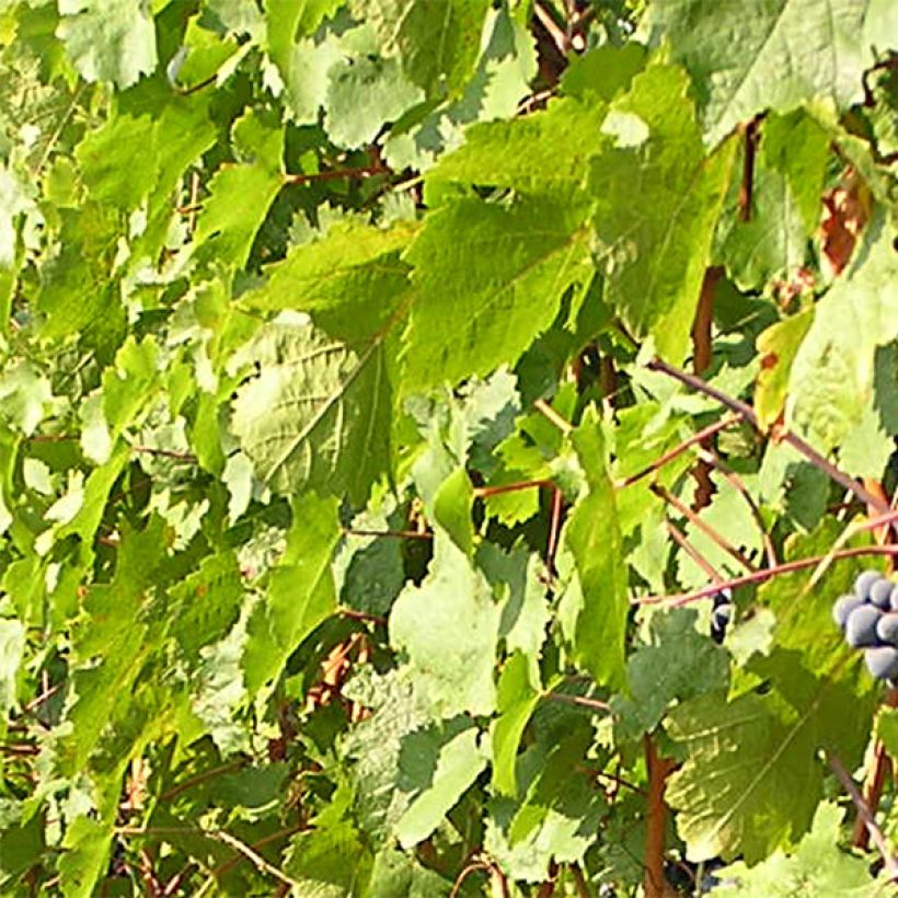 Vigne Cabernet Franc (Foliage)
