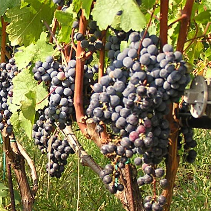 Vigne Cabernet Franc (Harvest)