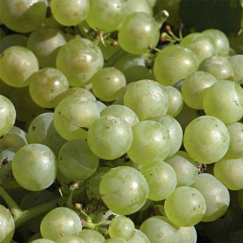 Vigne Chardonnay (Flowering)