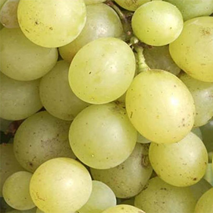 Vigne Dattier de Beyrouth (Harvest)