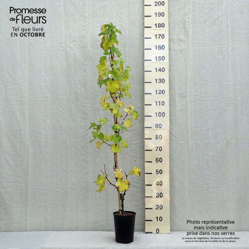 Example of Vigne Evita Pot de 4L/5L as you get in automne