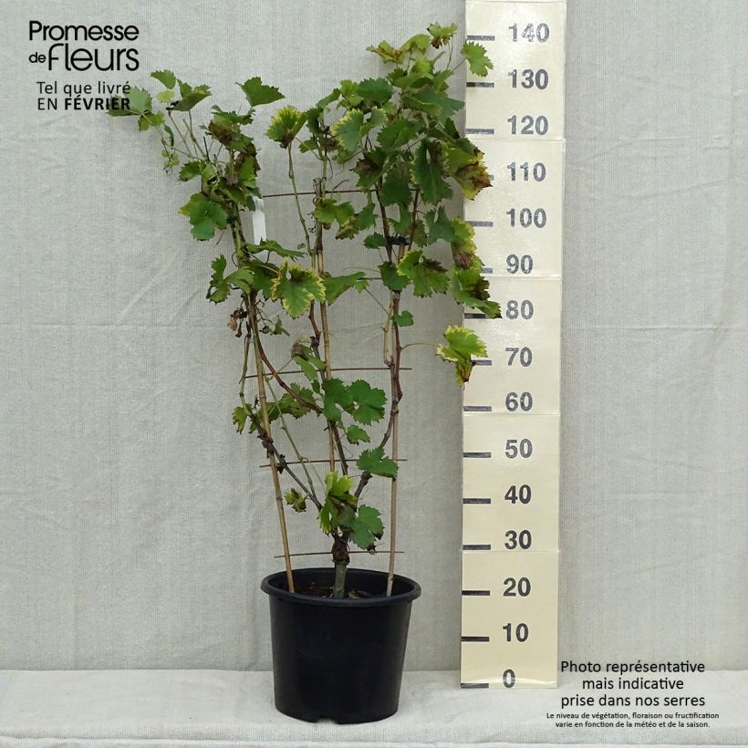 Example of Vigne Fanny Pot de 12L/15L as you get in automne