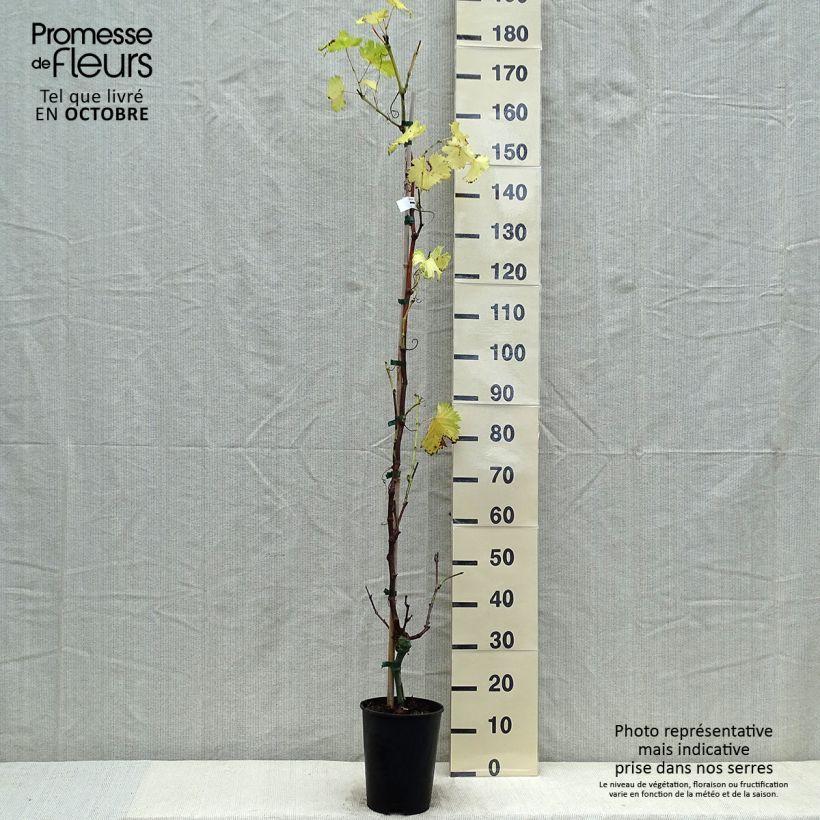 Example of Vigne Fanny Pot de 4L/5L as you get in automne