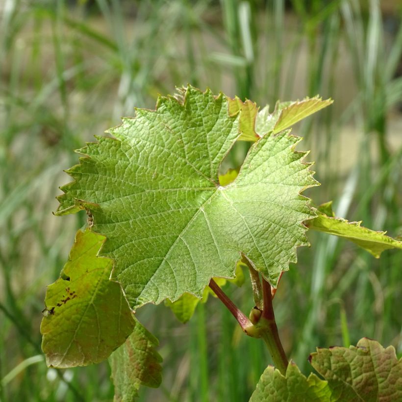 Vigne Frankenthaler (Foliage)