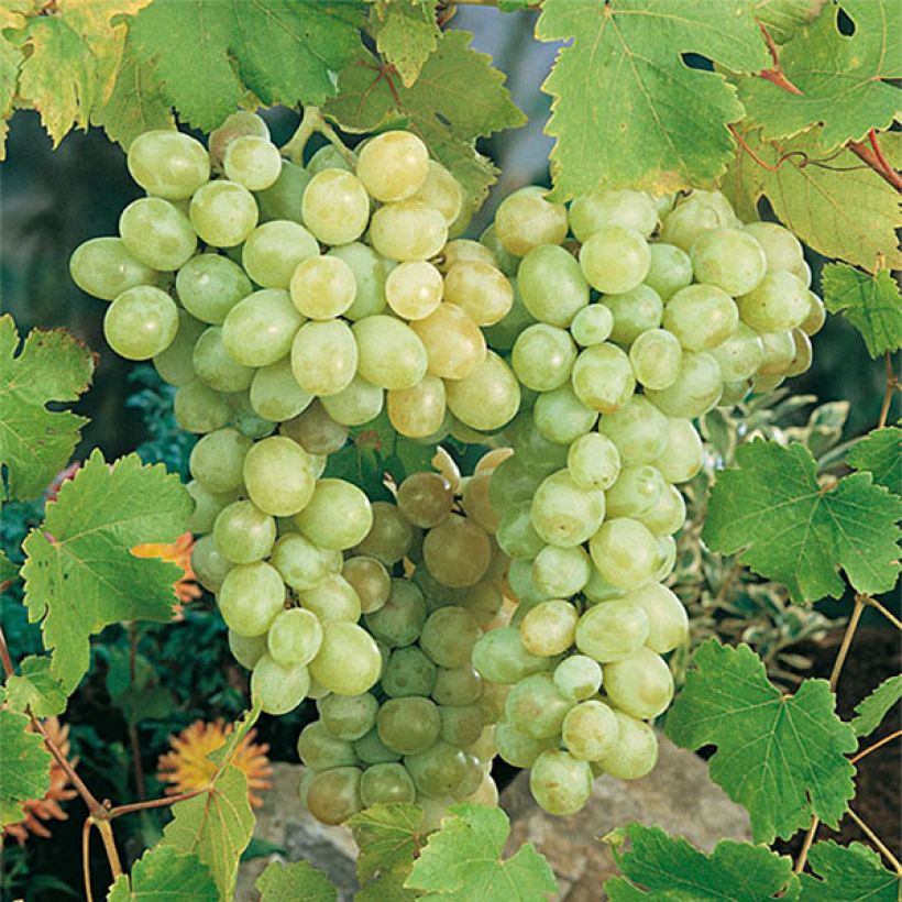 Vigne Italia (Harvest)