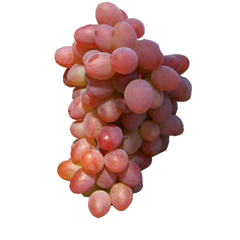 Vigne Katharina (Harvest)
