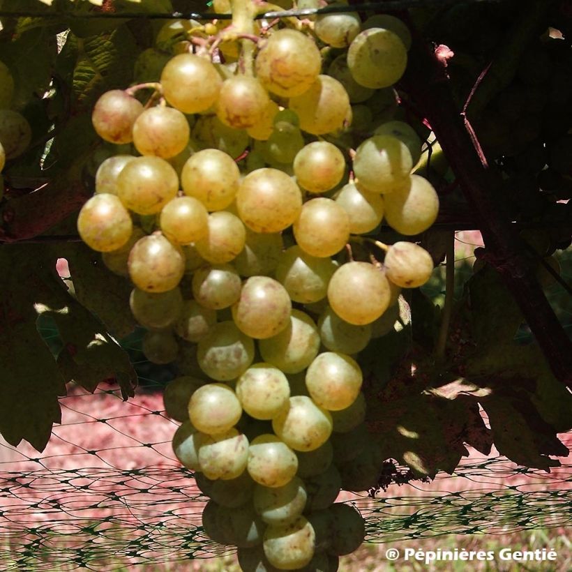 Vigne Madeleine Royale (Madeleine Impériale) (Harvest)