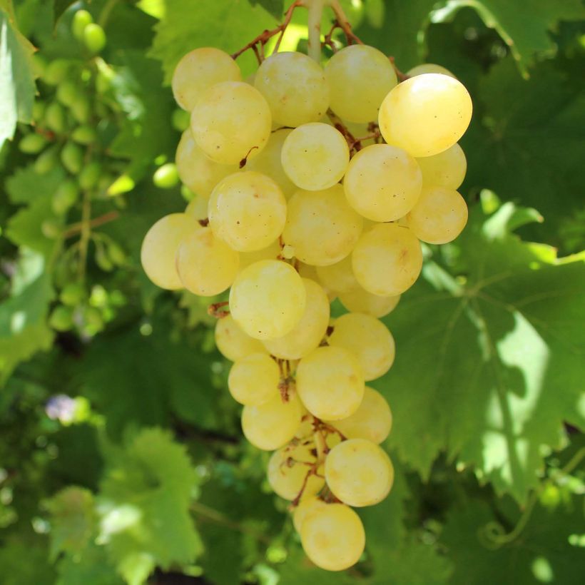 Vigne Matilde (Harvest)