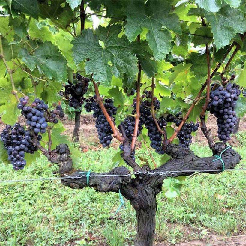 Vigne Merlot (Plant habit)