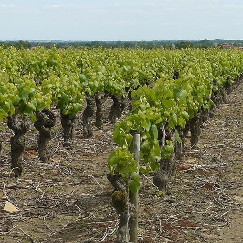 Vigne Muscat d'Alexandrie (Plant habit)