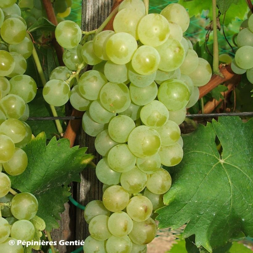 Vigne Muscat Petits grains (Harvest)