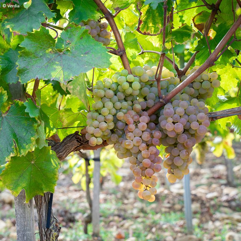 Vigne Nathy-Sauvignac Vign'Happy Fruitality (Plant habit)