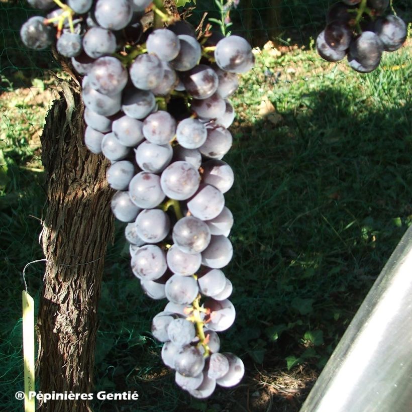 Vigne Noir Hâtif de Marseille (Harvest)