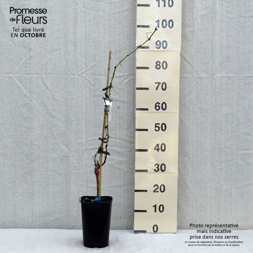Example of Vigne Ora Pot de 2L/3L as you get in automne