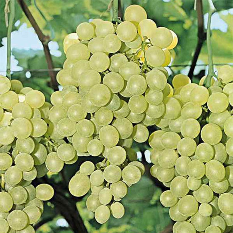 Vigne Perlette (Harvest)