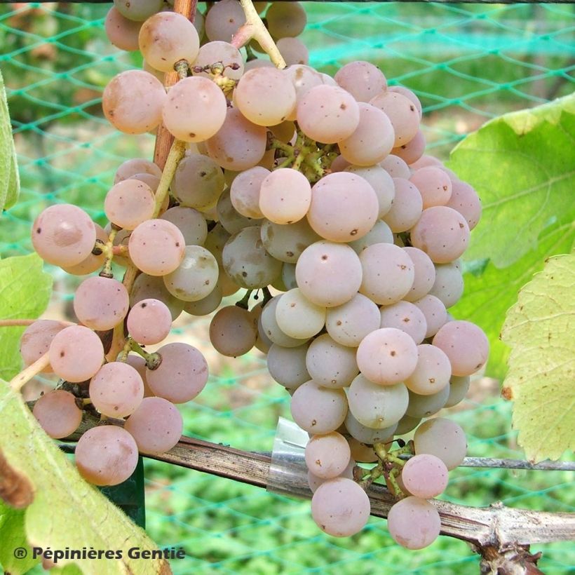 Vigne Pied de Perdrix (Harvest)