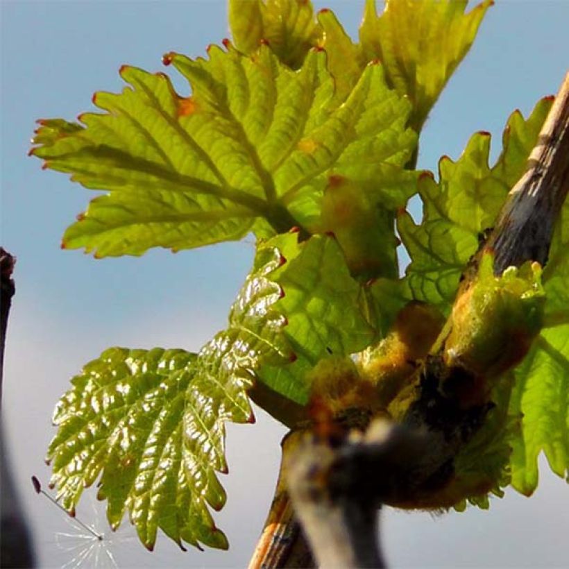 Vigne Pinot Noir (Foliage)