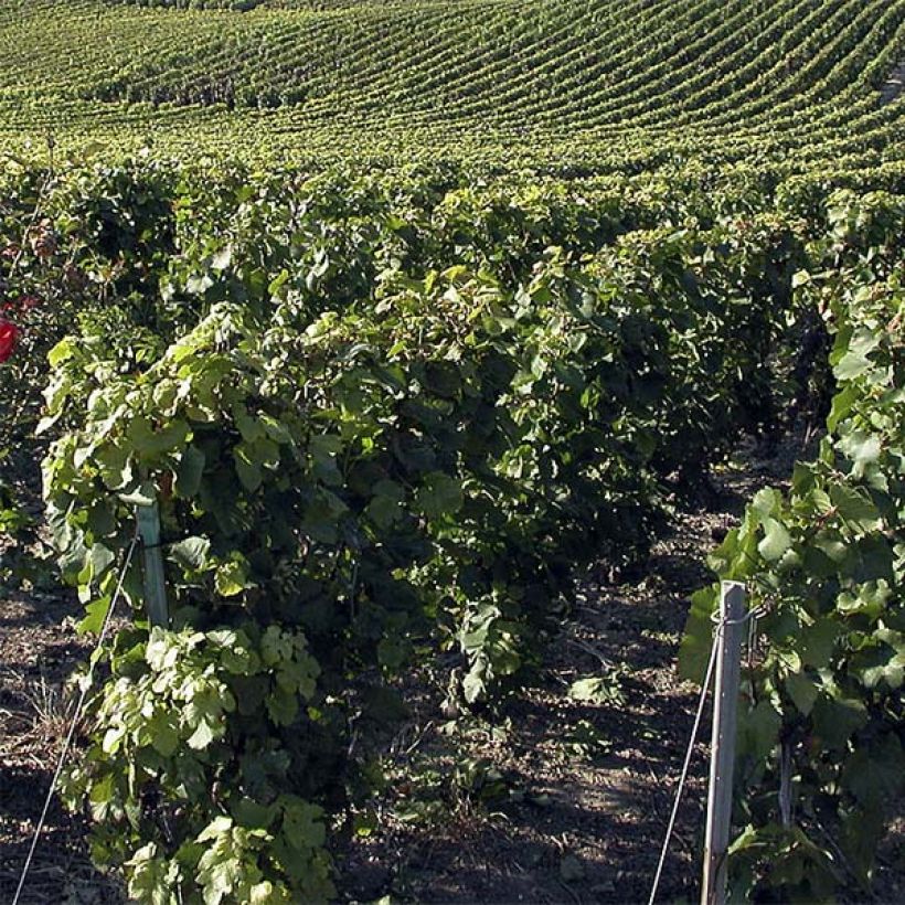 Vigne Pinot Noir (Plant habit)