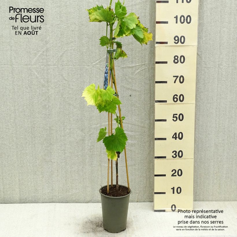 Example of Vigne Regent - Vitis vinifera Pot de 2L/3L as you get in ete