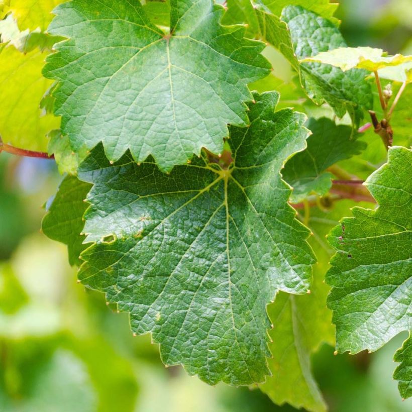 Vigne Riesling - Vitis vinifera (Foliage)