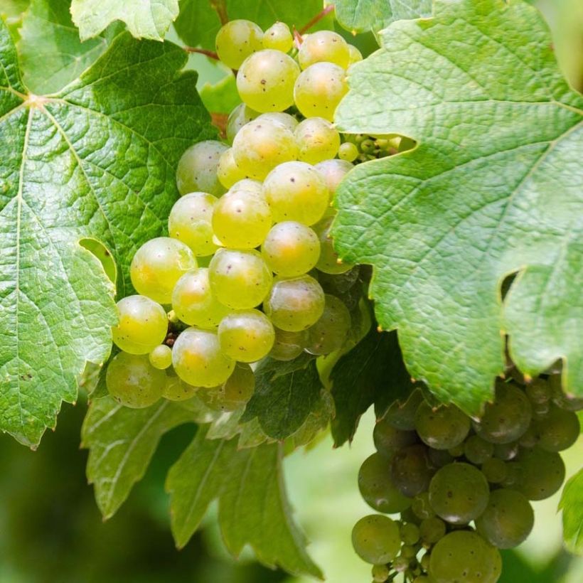 Vigne Riesling - Vitis vinifera (Harvest)