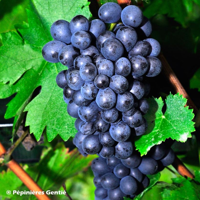 Vigne de table Roi des Précoces (Harvest)