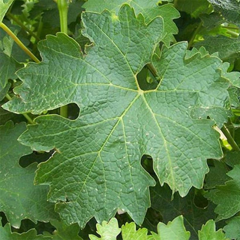 Vigne Sauvignon Blanc (Foliage)