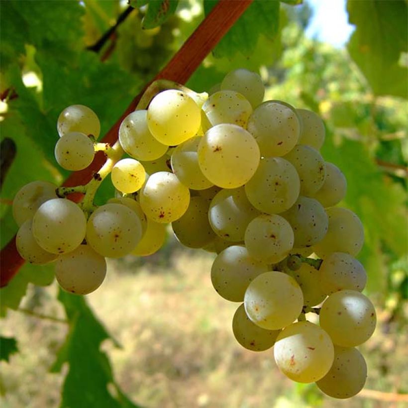 Vigne Sauvignon Blanc (Harvest)