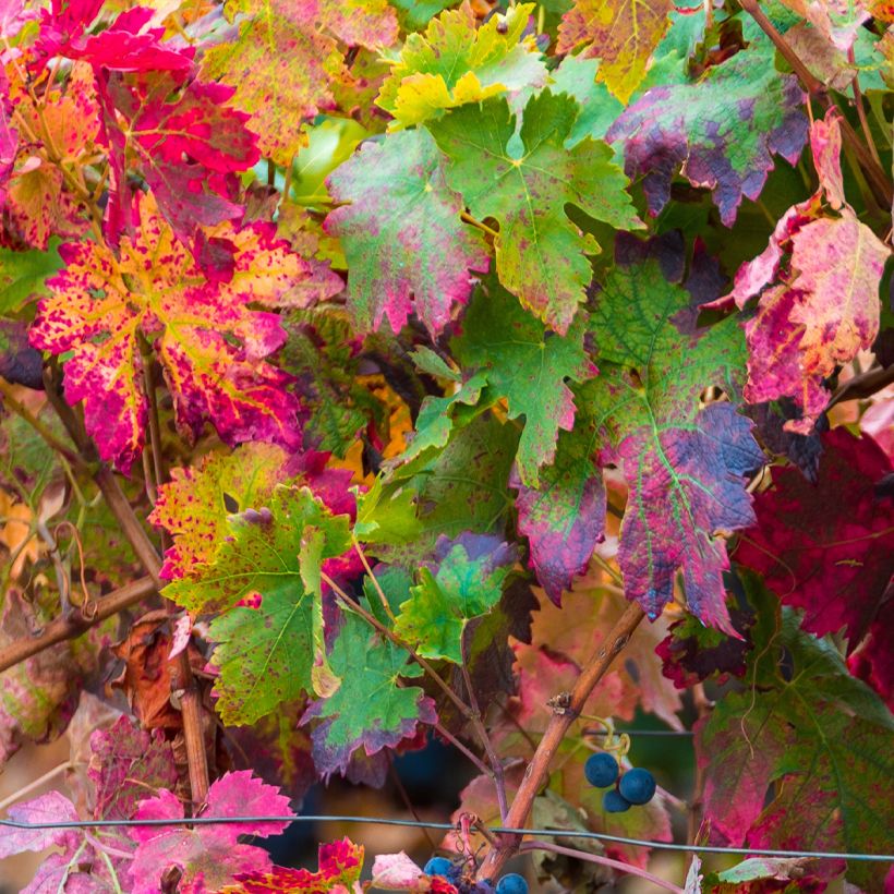 Vigne Brant (Foliage)