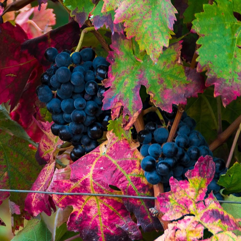 Vigne Brant (Harvest)