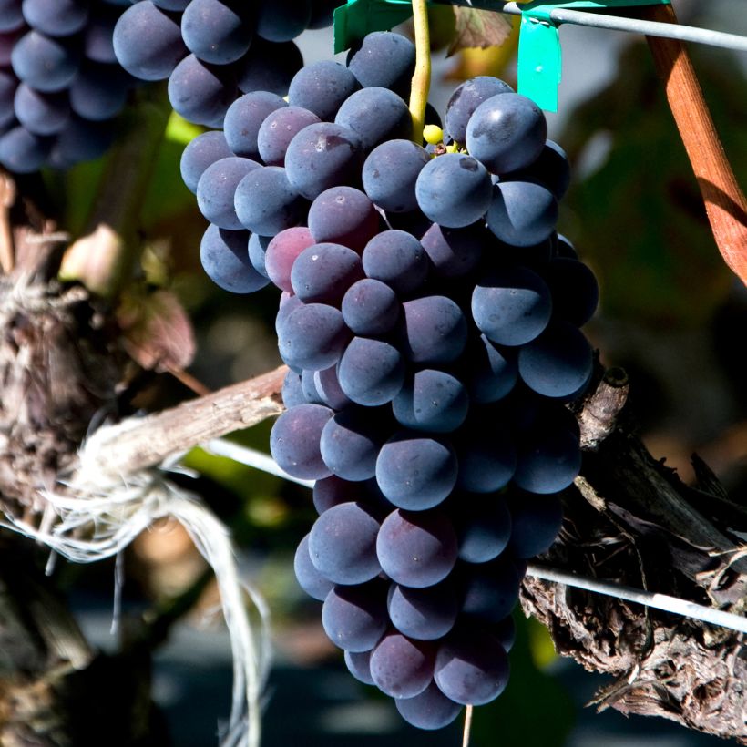 Vigne Venus (Harvest)