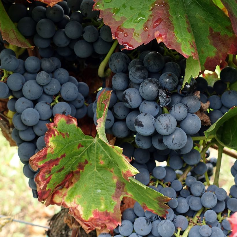 Vigne Alphonse Lavallée - Vitis vinifera  (Harvest)