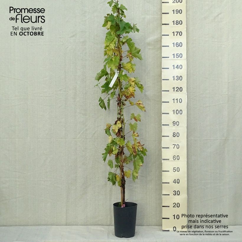 Example of Vigne - Vitis vinifera Argentina Pot de 4L/5L as you get in automne