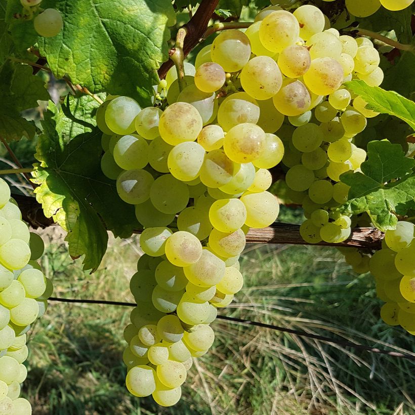 Vigne Chasselas Fontainebleau (Harvest)