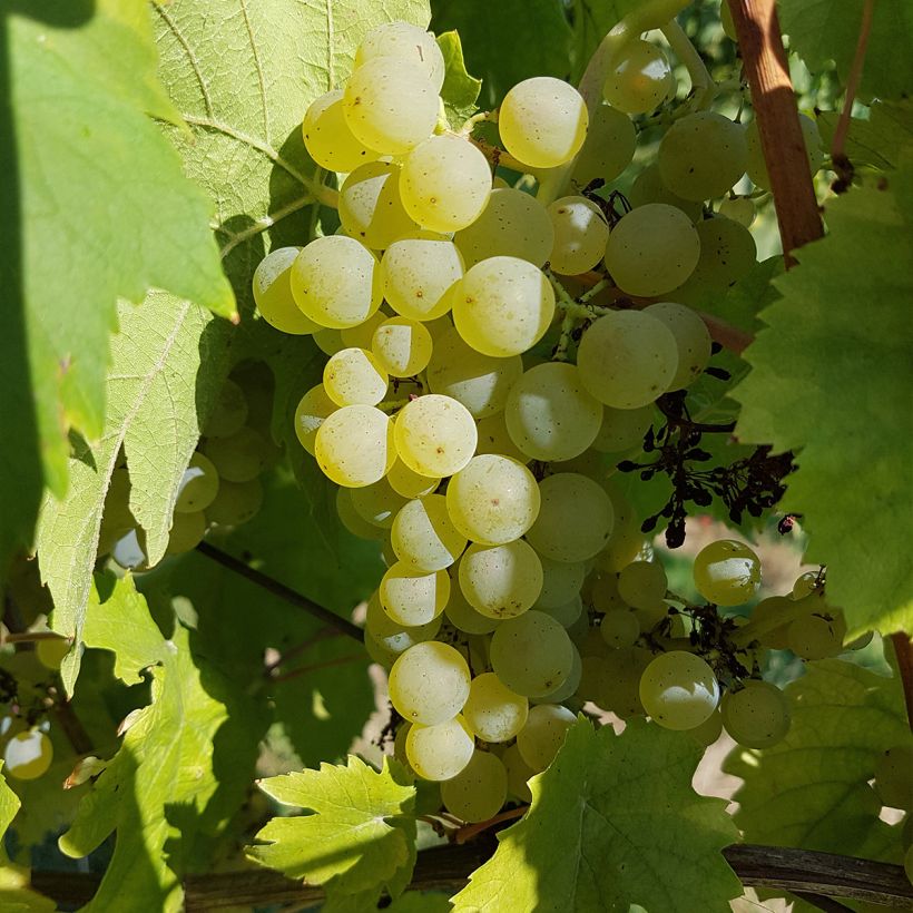 Vigne Chasselat Cioutat (Harvest)