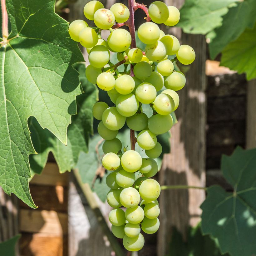Vigne - Vitis vinifera Himrod (Harvest)
