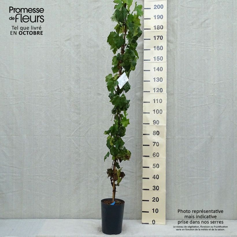 Example of Vigne - Vitis vinifera Muscat Bleu Pot de 4L/5L as you get in automne