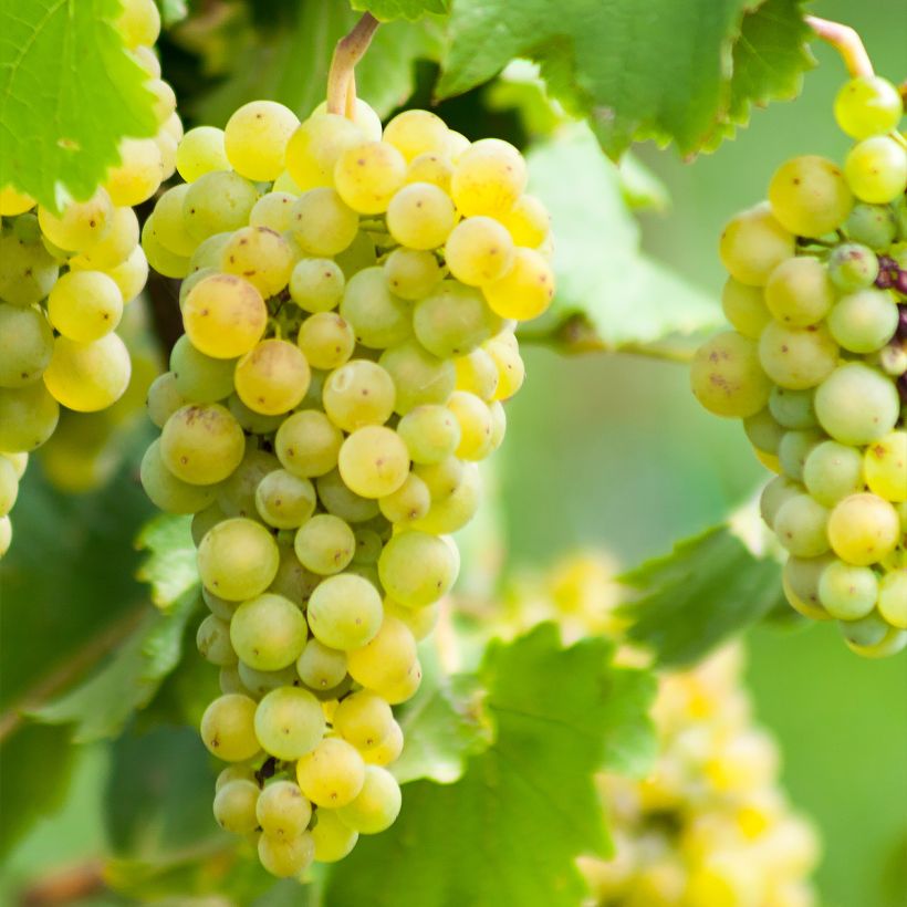 Vigne Ora (Harvest)