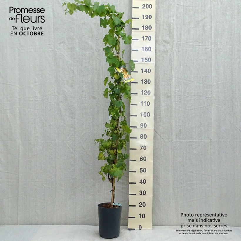 Example of Vigne - Vitis Palatina Pot de 4L/5L as you get in automne