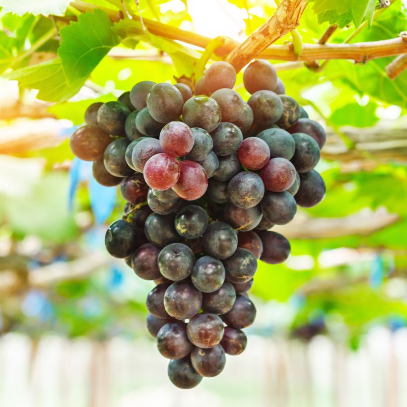 Vigne Petit Verdot (Harvest)