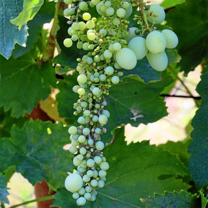 Vigne Vroege Van Der Laan (Flowering)