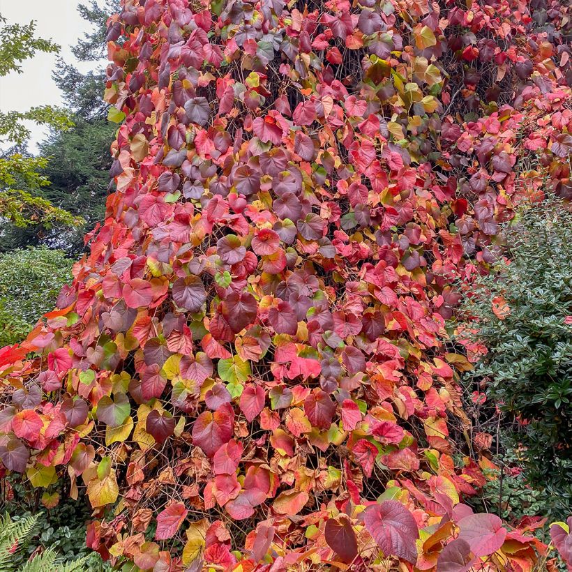 Vigne d'ornement - Vitis coignetiae Sunning Dale (Plant habit)