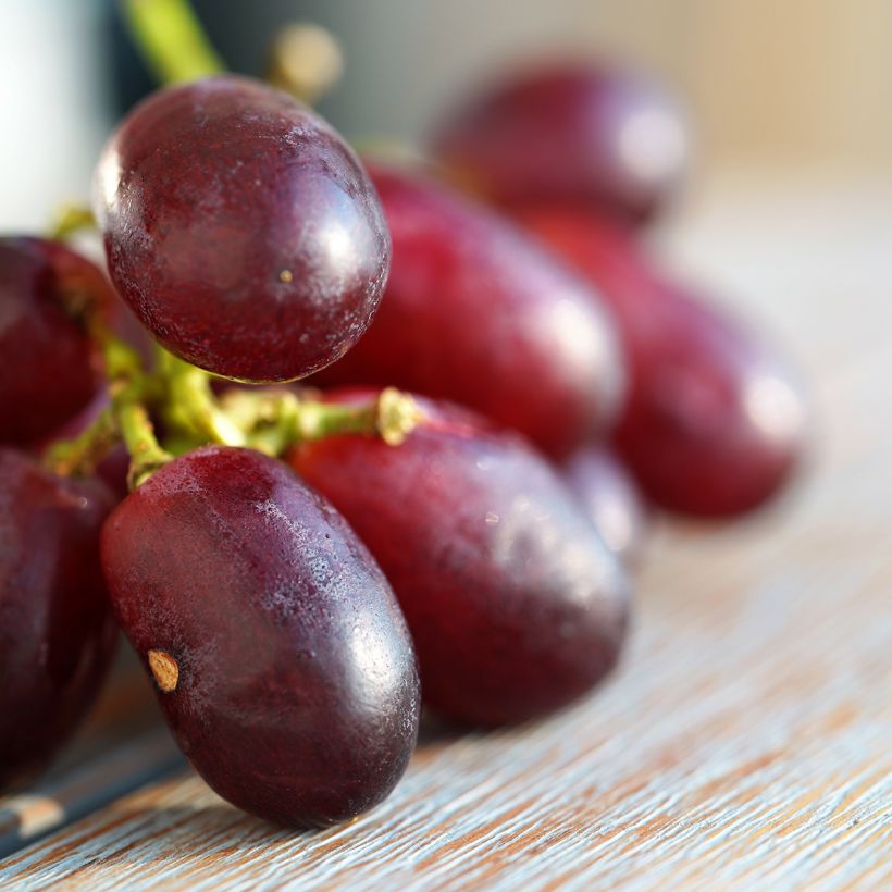 Vigne de table Crimson Seedless - Vitis vinifera   (Harvest)