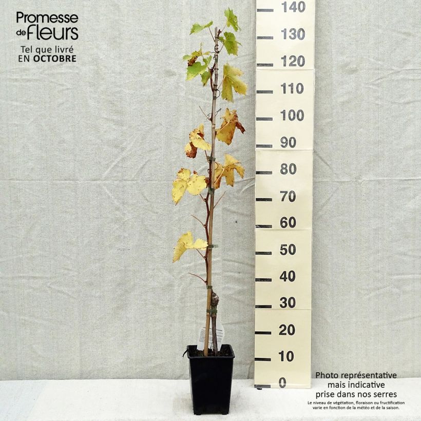 Example of Vigne sans pépin Apirena rossa Pot de 3L/4L as you get in automne