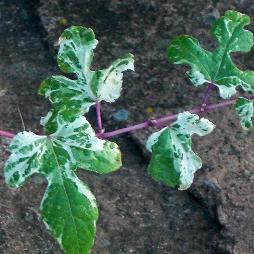 Vigne vierge - Ampelopsis brevipedunculata Elegans (Foliage)