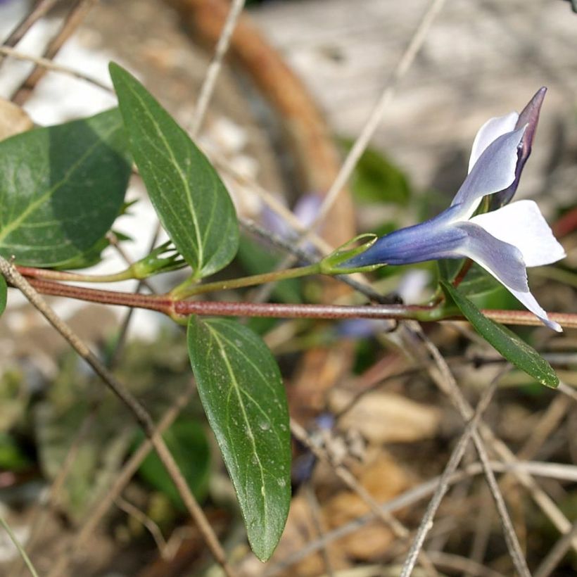 Pervenche difforme ou intermédiaire - Vinca difformis (Foliage)