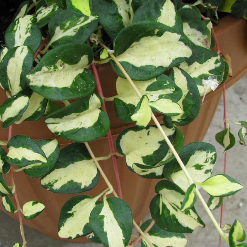 Vinca major Wojo's Gem - Grande pervenche panachée (Foliage)