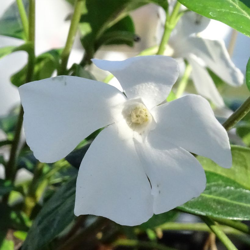Vinca minor Alba - Petite pervenche (Flowering)