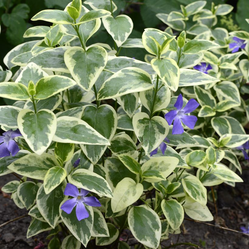 Vinca minor Argenteovariegata - Pervenche panachée à petites fleurs (Plant habit)