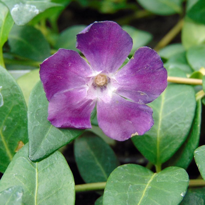 Vinca minor Atropurpurea - Pervenche à petite fleurs   (Flowering)